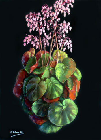 Begonias